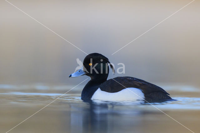 Tufted Duck (Aythya fuligula)