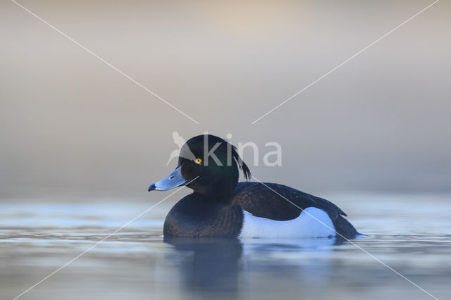 Tufted Duck (Aythya fuligula)