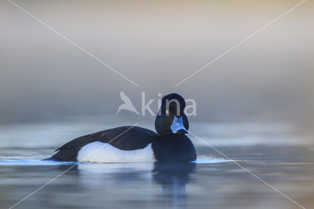 Tufted Duck (Aythya fuligula)