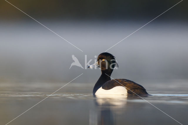 Tufted Duck (Aythya fuligula)
