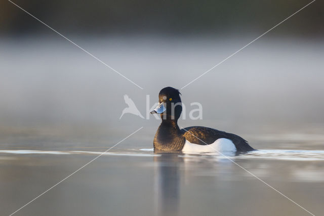 Tufted Duck (Aythya fuligula)