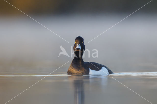 Tufted Duck (Aythya fuligula)