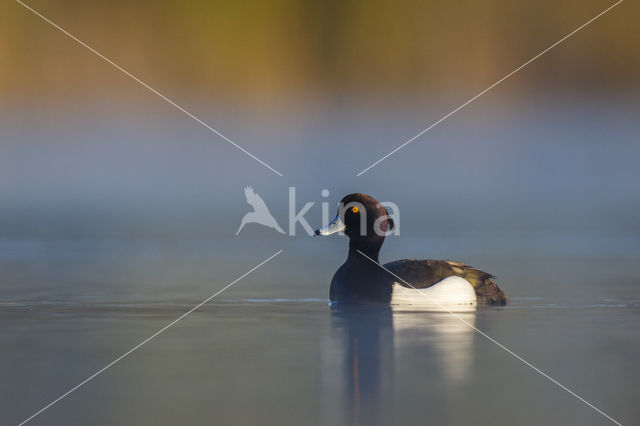 Tufted Duck (Aythya fuligula)