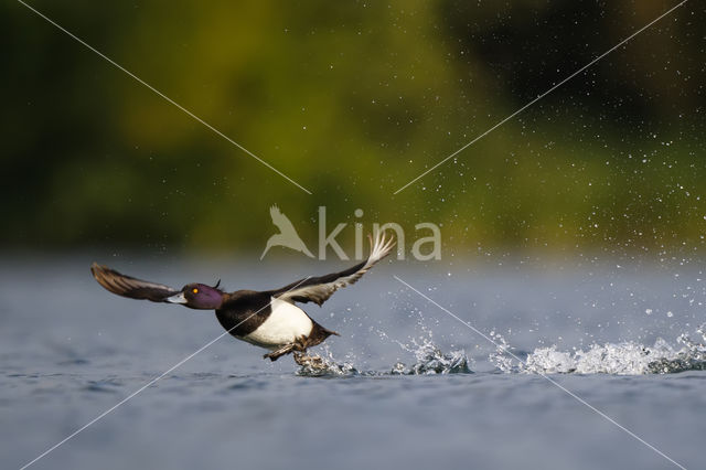 Tufted Duck (Aythya fuligula)