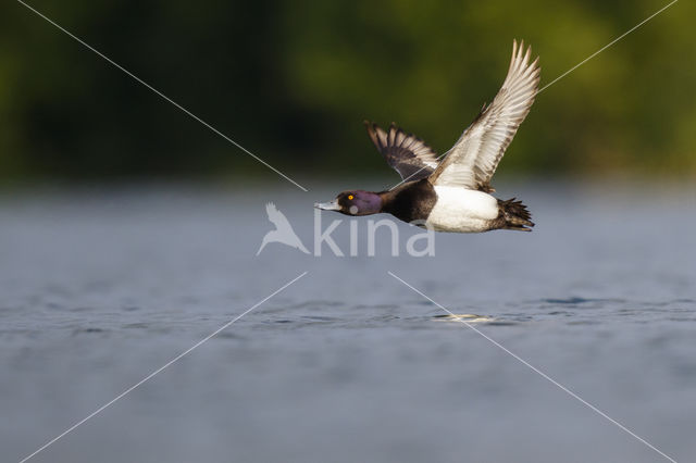 Tufted Duck (Aythya fuligula)