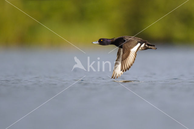 Tufted Duck (Aythya fuligula)