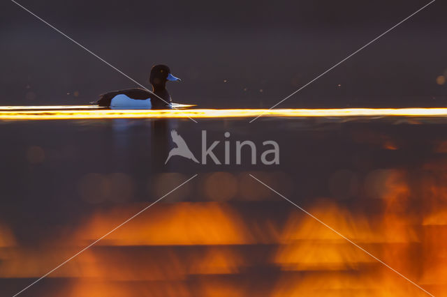 Tufted Duck (Aythya fuligula)