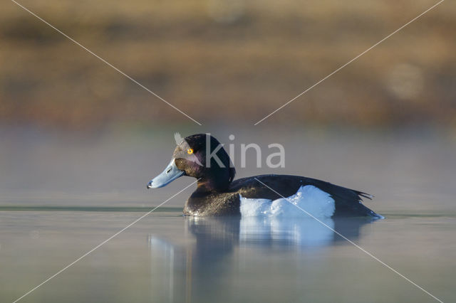 Tufted Duck (Aythya fuligula)