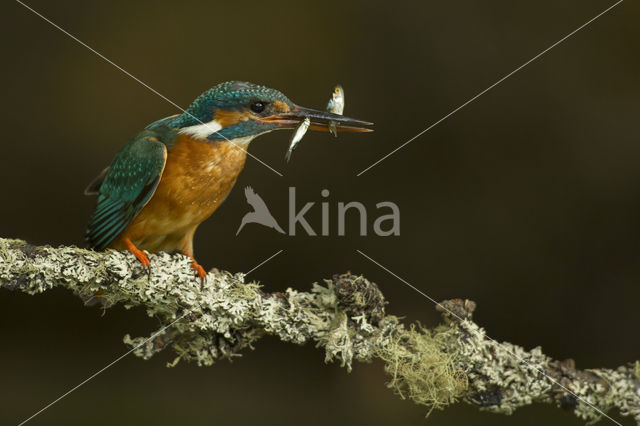 IJsvogel (Alcedo atthis)