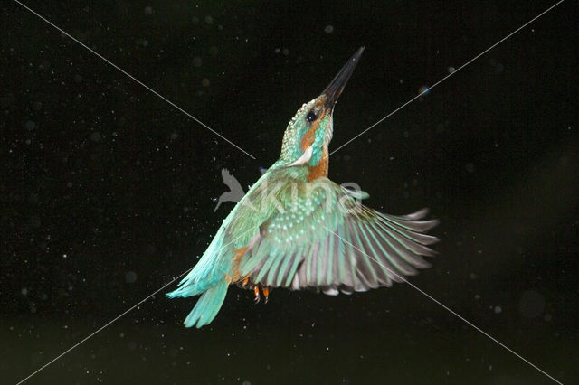 IJsvogel (Alcedo atthis)