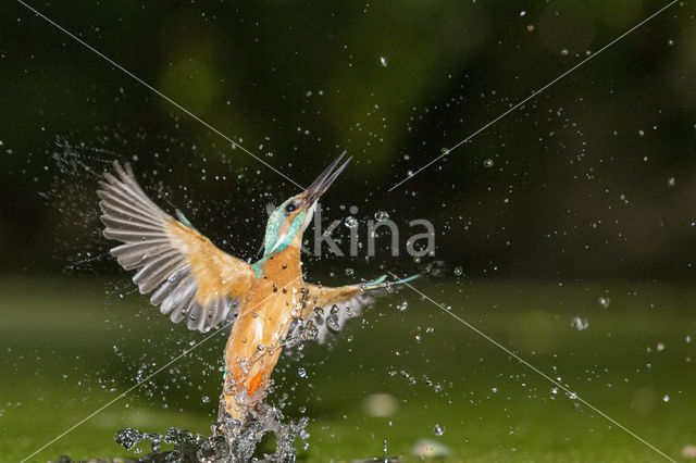 Kingfisher (Alcedo atthis)