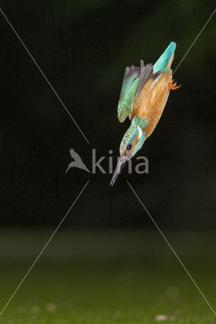 Kingfisher (Alcedo atthis)