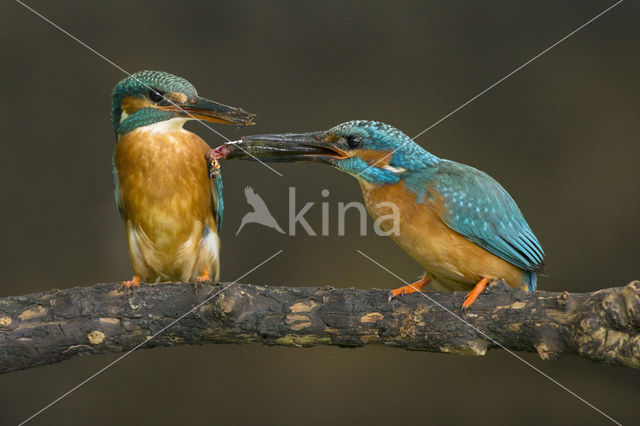 IJsvogel (Alcedo atthis)