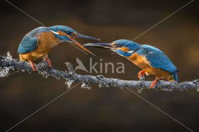 IJsvogel (Alcedo atthis)