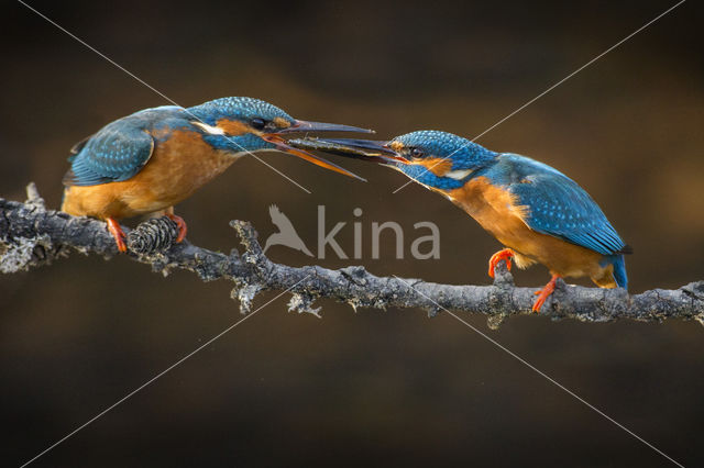 IJsvogel (Alcedo atthis)