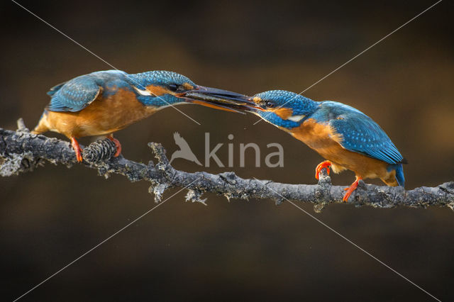 IJsvogel (Alcedo atthis)