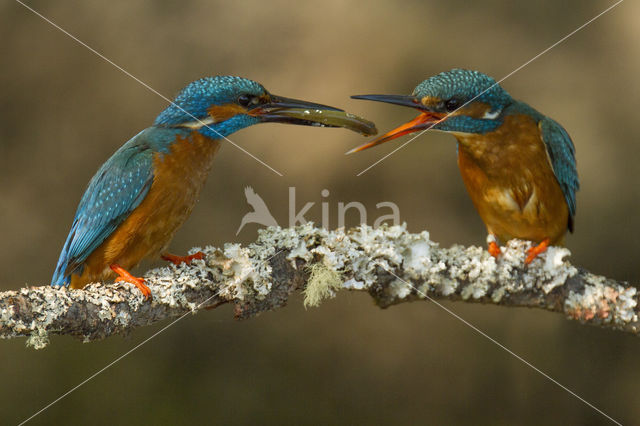 IJsvogel (Alcedo atthis)