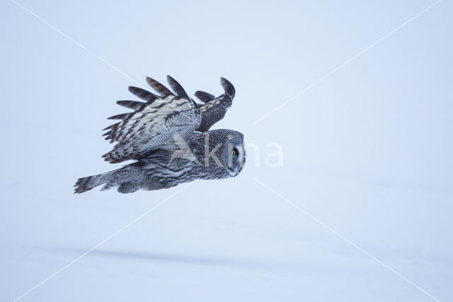 Great Grey Owl (Strix nebulosa)