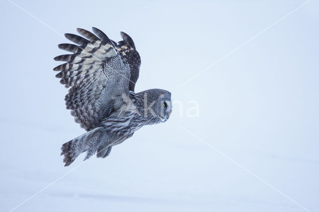 Great Grey Owl (Strix nebulosa)