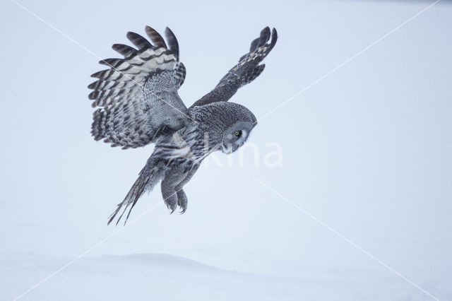 Great Grey Owl (Strix nebulosa)