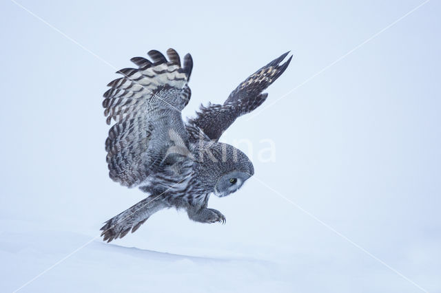 Great Grey Owl (Strix nebulosa)