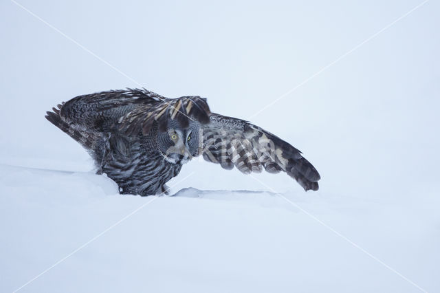 Laplanduil (Strix nebulosa)