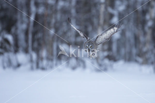 Great Grey Owl (Strix nebulosa)