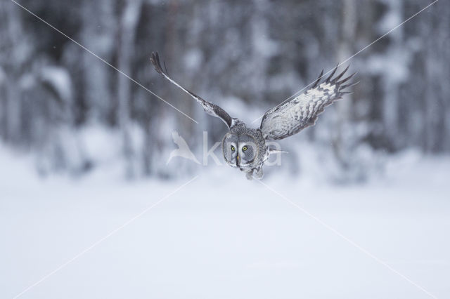 Laplanduil (Strix nebulosa)