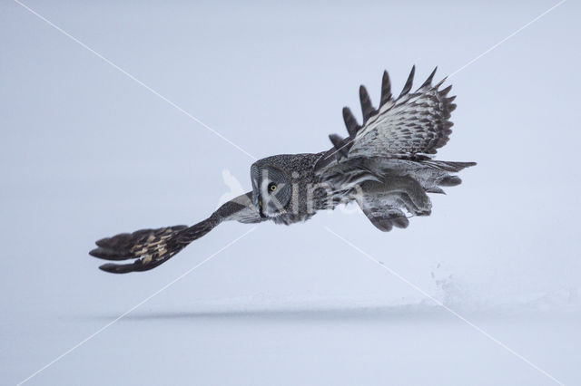 Great Grey Owl (Strix nebulosa)