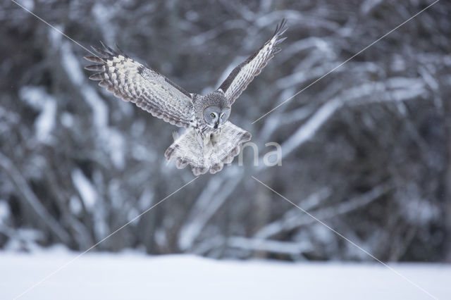 Great Grey Owl (Strix nebulosa)