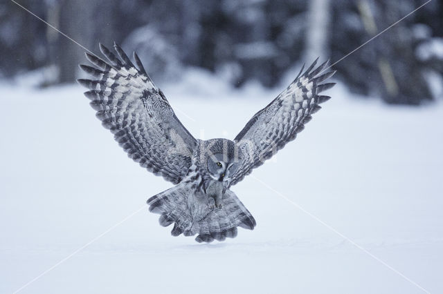 Laplanduil (Strix nebulosa)