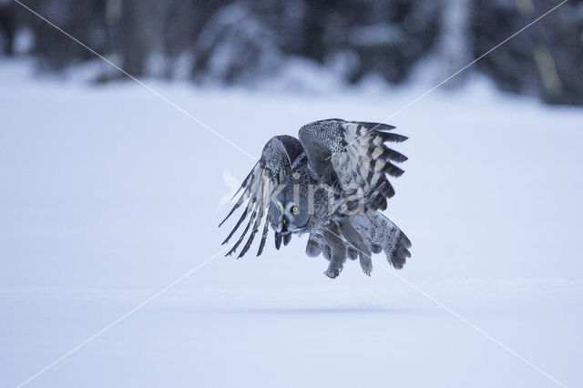 Great Grey Owl (Strix nebulosa)