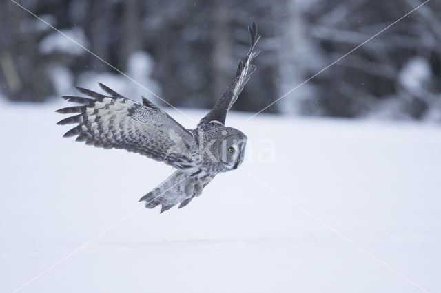 Laplanduil (Strix nebulosa)