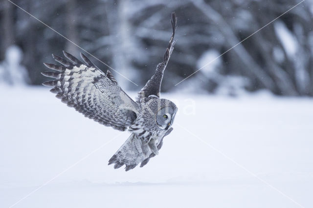 Great Grey Owl (Strix nebulosa)