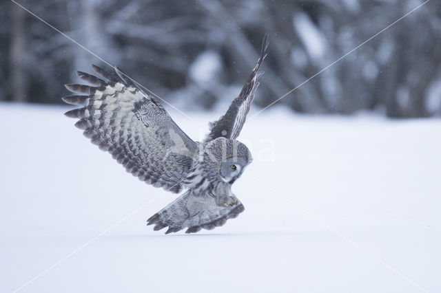 Great Grey Owl (Strix nebulosa)