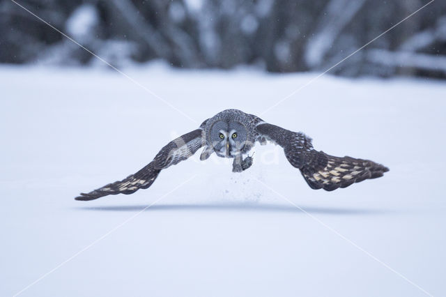 Great Grey Owl (Strix nebulosa)