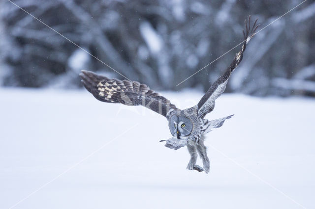 Laplanduil (Strix nebulosa)