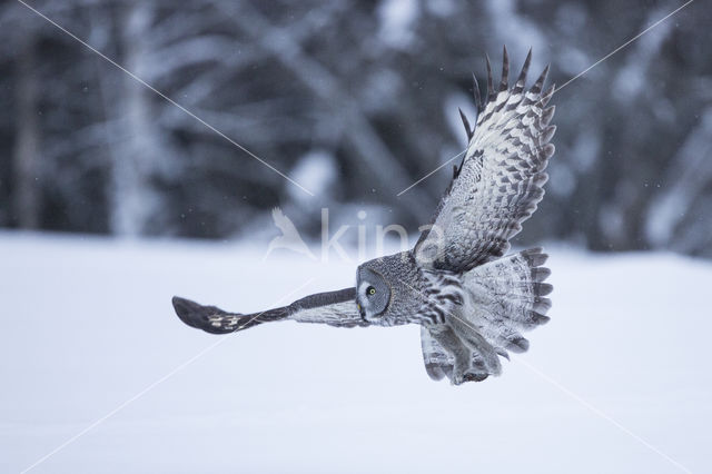 Great Grey Owl (Strix nebulosa)