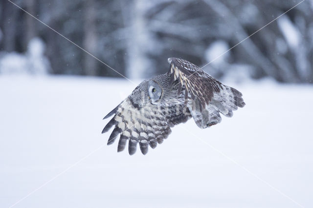 Great Grey Owl (Strix nebulosa)