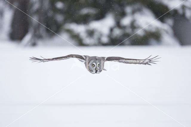 Laplanduil (Strix nebulosa)