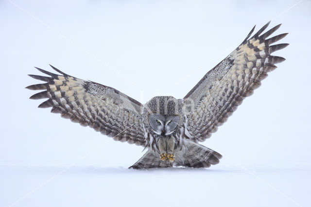 Great Grey Owl (Strix nebulosa)