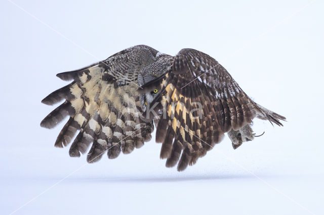 Laplanduil (Strix nebulosa)