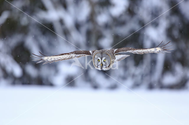 Great Grey Owl (Strix nebulosa)