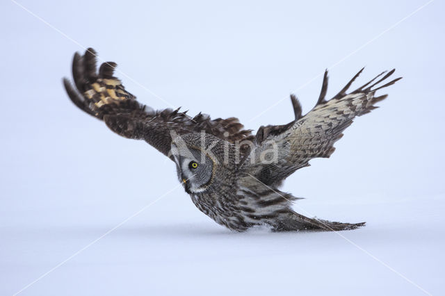 Great Grey Owl (Strix nebulosa)