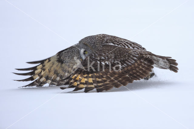 Great Grey Owl (Strix nebulosa)