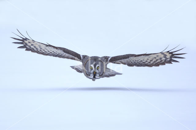 Great Grey Owl (Strix nebulosa)