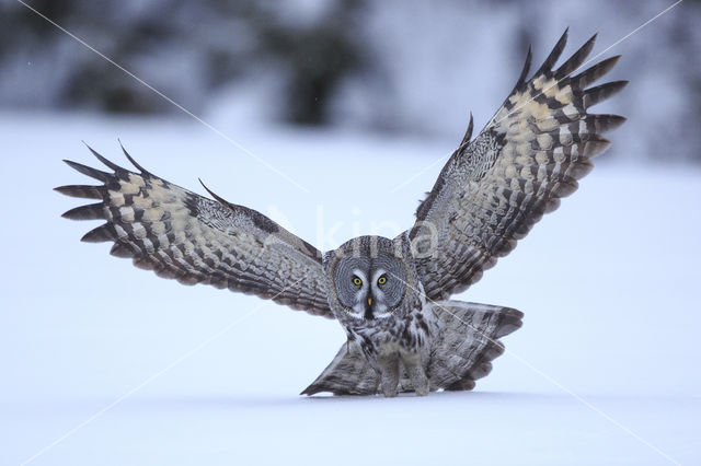 Laplanduil (Strix nebulosa)