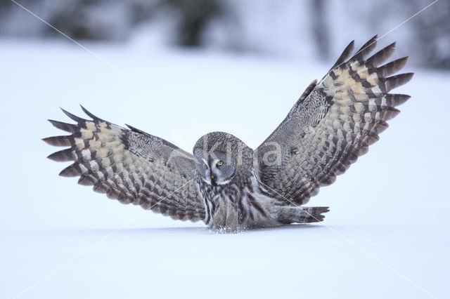 Laplanduil (Strix nebulosa)