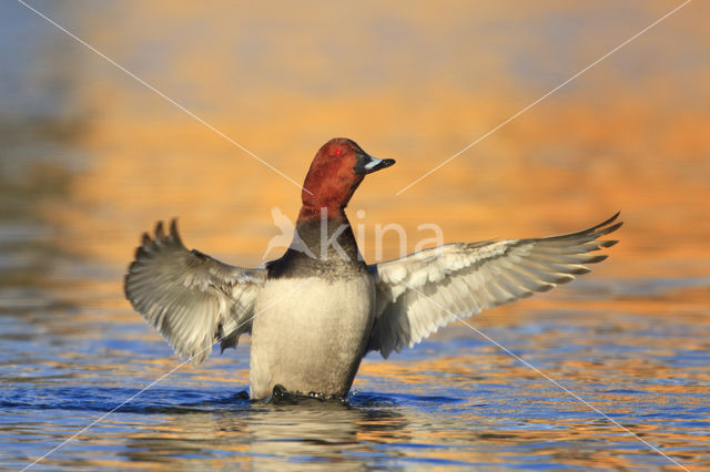 Pochard (Aythya ferina)