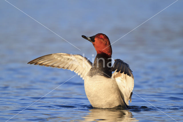 Pochard (Aythya ferina)